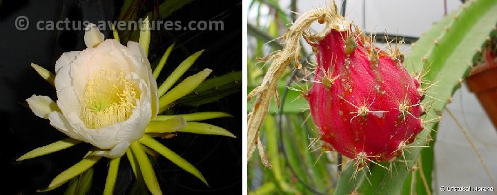 Hylocereus setaceus flor +fr. Cristo c